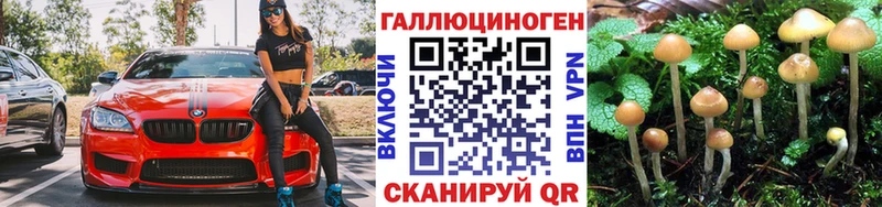 Псилоцибиновые грибы Psilocybine cubensis  Мичуринск 